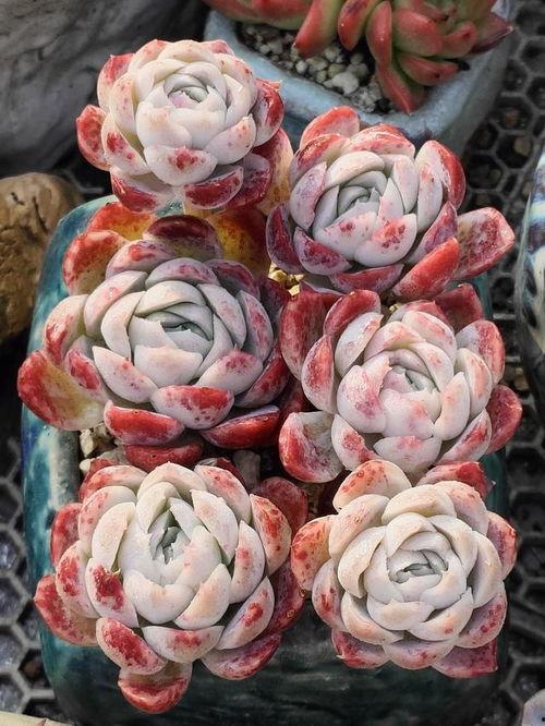 网友爆料多肉视频大全集,网友爆料，养肉秘籍大公开！