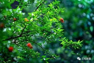 都市爆料石榴树视频下载,揭秘石榴树视频下载背后的秘密